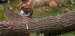 Horizon City, TX Tree Removal Company